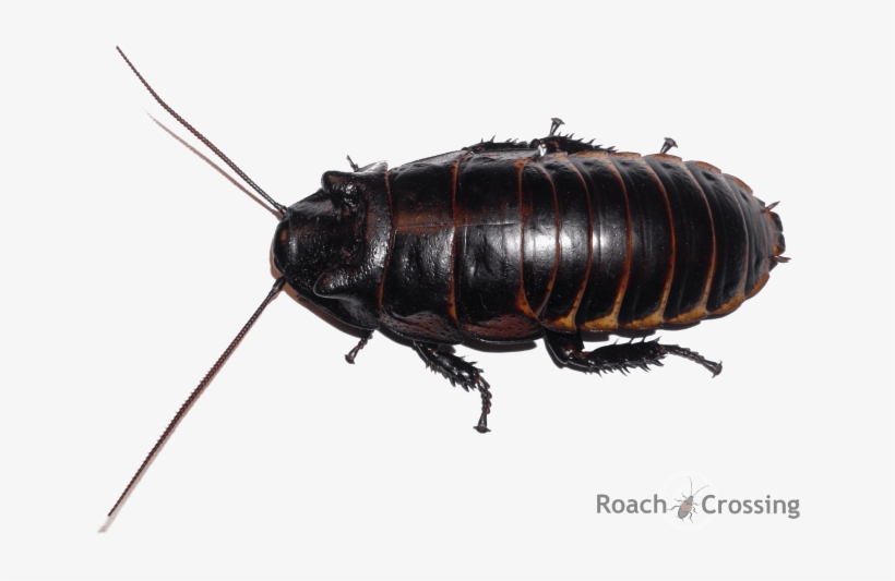 Princisia Vanwaerebeki - Cockroach, transparent png #1936170