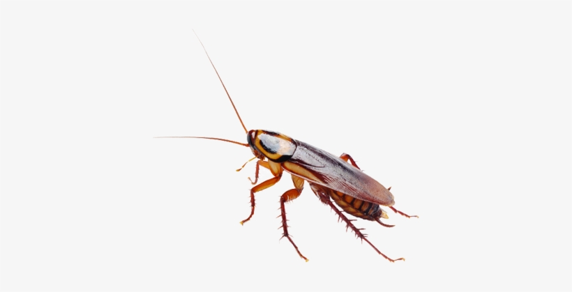 A1 Exterminators Roach Control - Nova Sciencenow: Can I Eat That? Dvd, transparent png #1936318