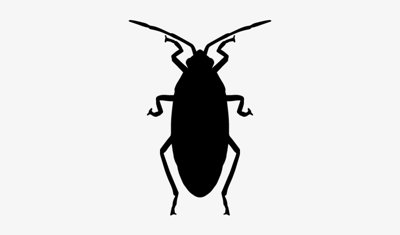Roach Vector - Barata Vetor, transparent png #1936320