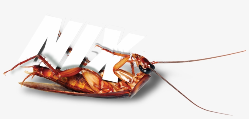 Terminix Roach - Insect, transparent png #1936444