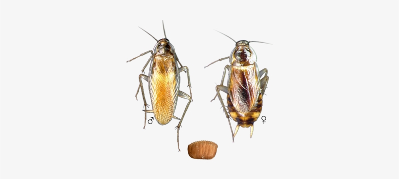 Brown Banded Roach - Brown Banded Cockroach Vs German Cockroach, transparent png #1936469