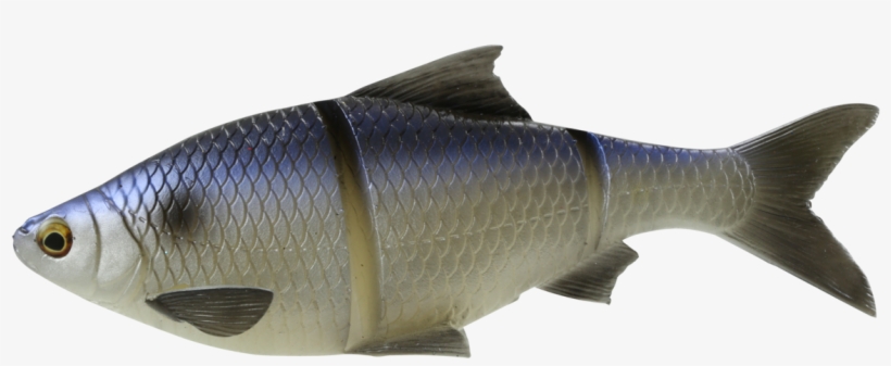 Line Thru Roach - Savage Gear 3d Line-thru Shad Lure - 10in, transparent png #1936513