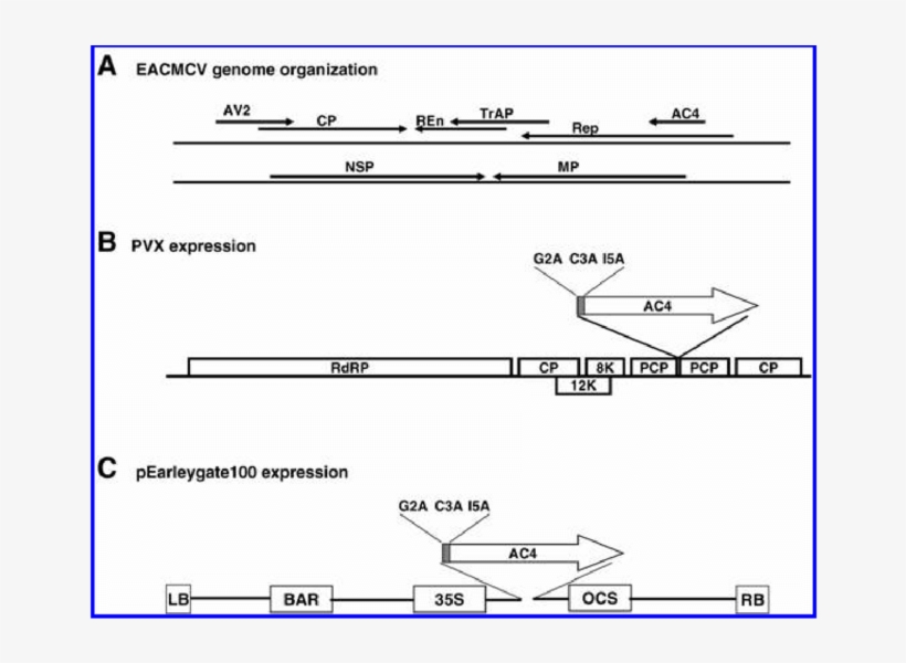 A, Genome Organization Of East African Cassava Mosaic - Nicotiana Benthamiana, transparent png #1936552