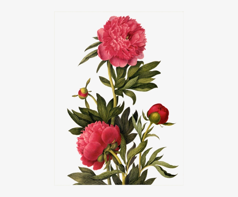 Picturing Plants And Flowers - Picturing Plants, transparent png #1936603