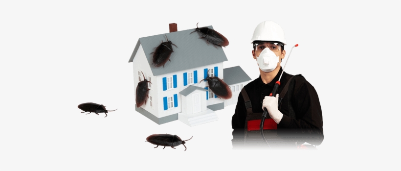 Did You Know - House Bugs, transparent png #1936661