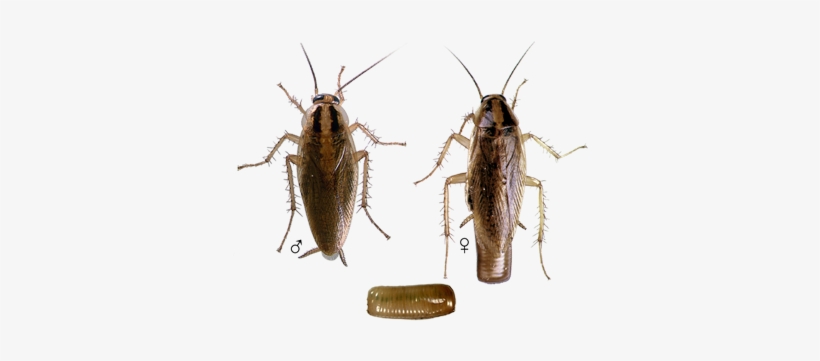 German-roach - German Cockroach Identification, transparent png #1936789