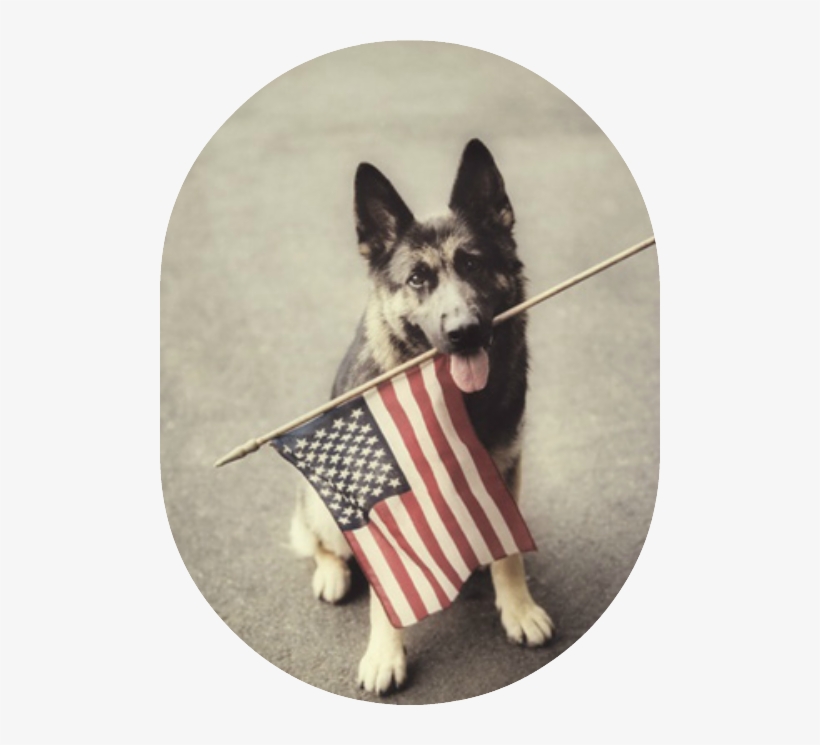 Dog Holding American Flag - Happy Memorial Day Dogs, transparent png #1937567