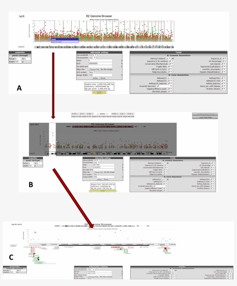 Explore Chromosomal Regions - Chromosome, transparent png #1937982
