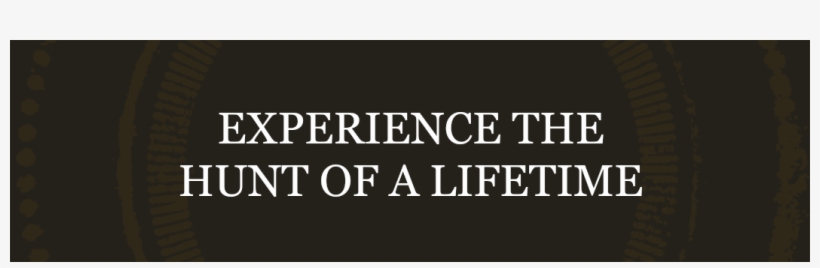 Florida Gator Hunting - Oriole Park At Camden Yards, transparent png #1944086