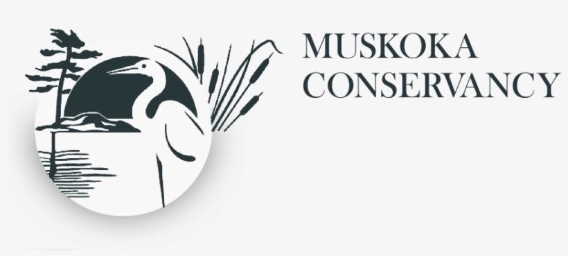 Muskoka Conservancy Logo - Muskoka Conservancy, transparent png #1946710