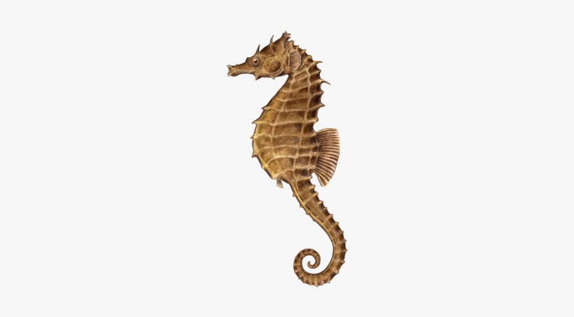 Download - Seahorse Png, transparent png #1952118