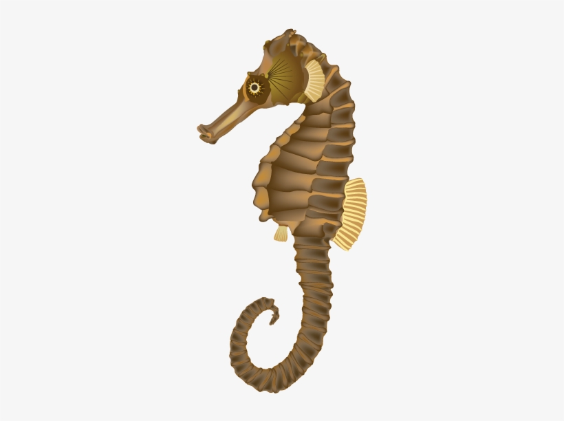 Seahorse Transparent - Real Sea Horse Clipart, transparent png #1952279