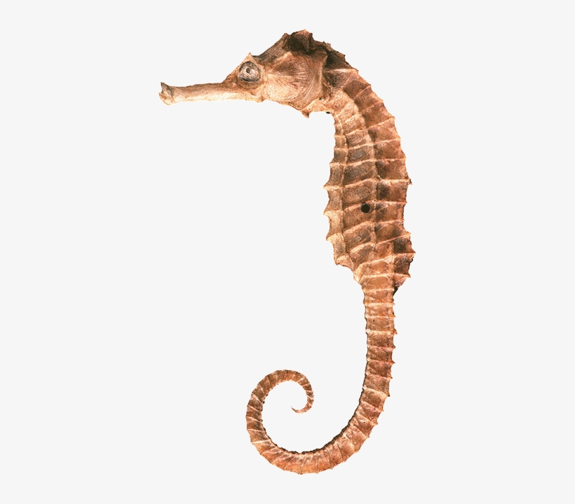 Seahorse Png Clipart - Seahorse Png, transparent png #1952303