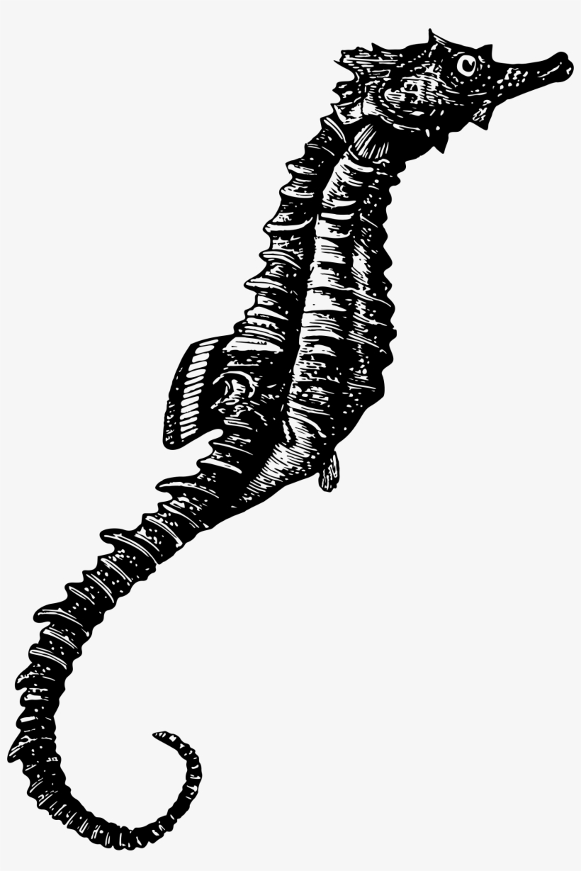 This Free Icons Png Design Of Seahorse 2, transparent png #1952385