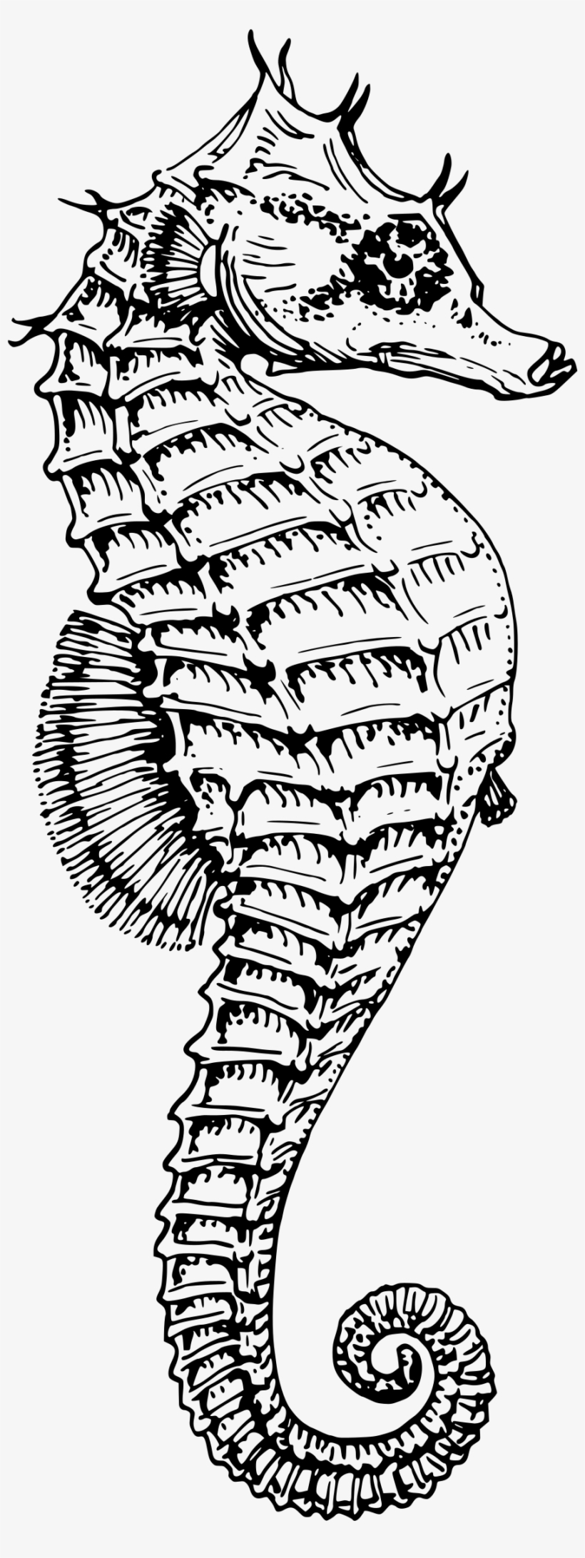 Seahorse Png, transparent png #1952503