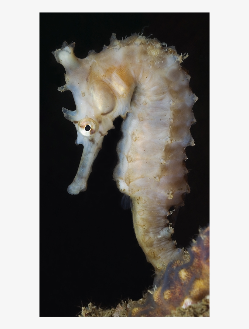 Sea Horse - Northern Seahorse, transparent png #1952554