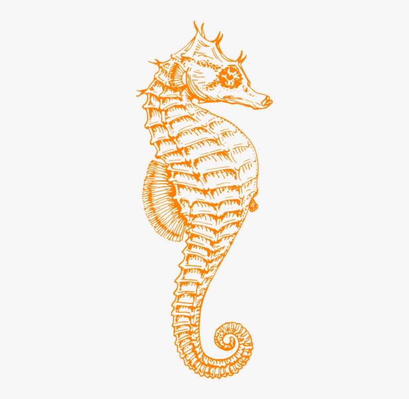 Seahorse Png - Pink Seahorse Clipart, transparent png #1952813