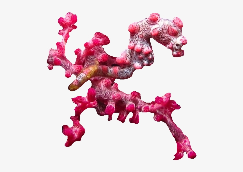 Seahorse Survey Course - Pygmy Seahorse Png, transparent png #1952890