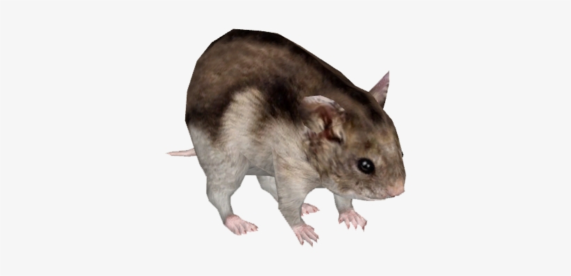 Djungarian Hamster - Zt2 Hamster, transparent png #1952964