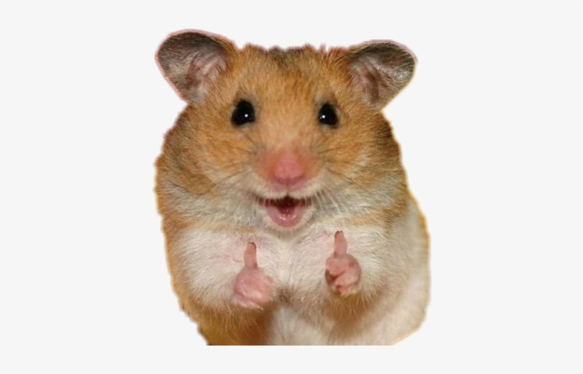 Two Thumbs Up Animals, transparent png #1953572