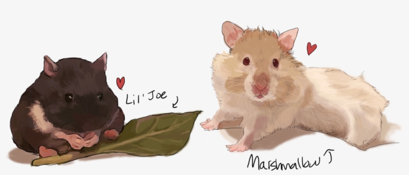 Hamsters - Art, transparent png #1953682