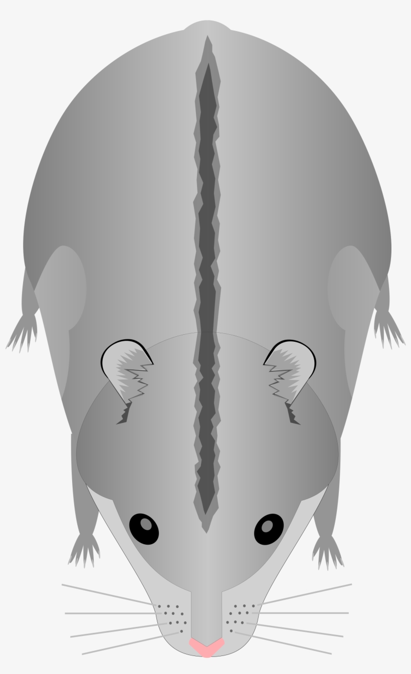 Open - Cage Bebe Hamster Russe, transparent png #1953816
