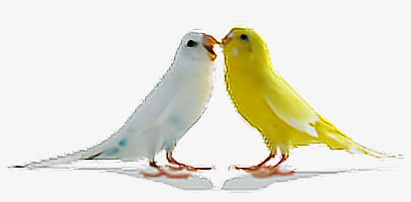 Birds Parrots Bird Tumblr Ftestickers - Love Birds Png, transparent png #1953910