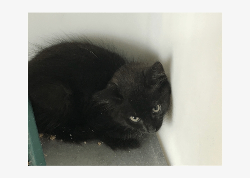 Photo Of Toothless - Black Cat, transparent png #1954382