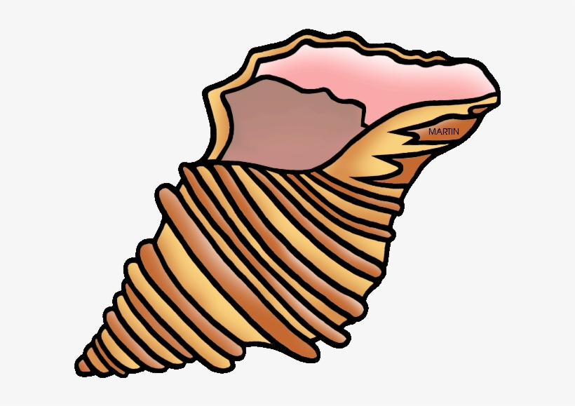 28 Collection Of Shell Clipart - Shell Clipart, transparent png #1955734