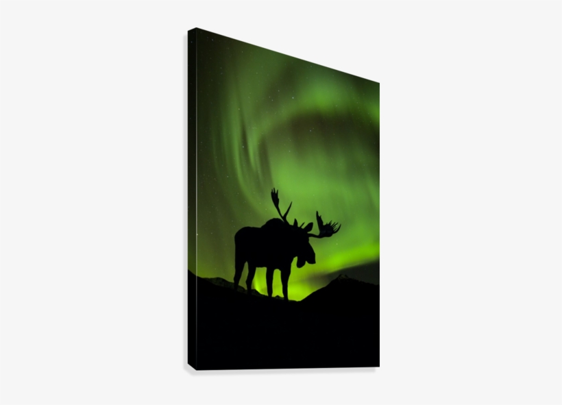 Silhouette Of Moose With Green Aurora Borealis Behind - Posterazzi Silhouette Of Moose With Green Aurora Borealis, transparent png #1956031