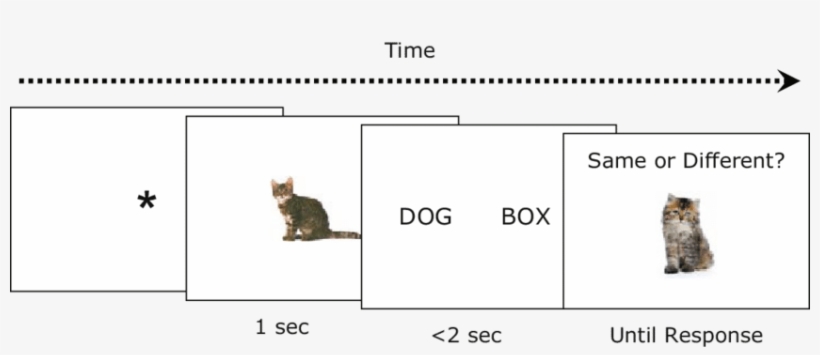 On This Trial, The Target Is Present Along With An - Domestic Short-haired Cat, transparent png #1956228