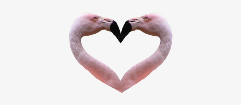 Flamingo Heart Transparent Background Bird Image - Png Flamingos Background, transparent png #1956346