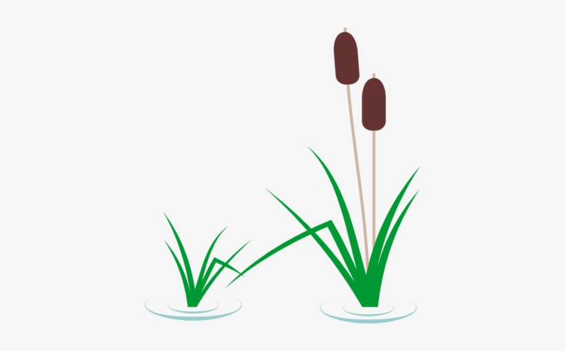 Cattail Clip Art - Cattail Clipart, transparent png #1956971