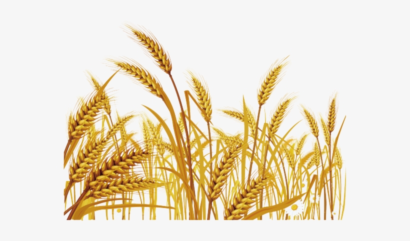 Malt Clipart Wheat Grass - Wheat Clipart Png, transparent png #1957028