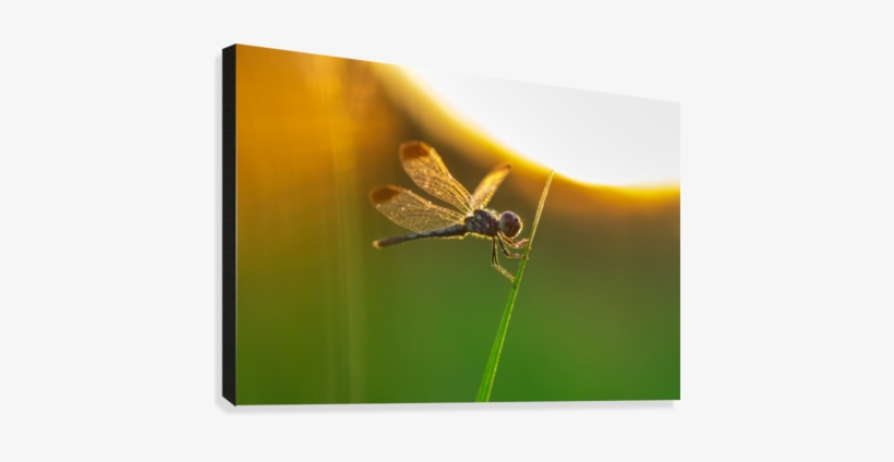 Silhouette Of Butterfly On Grass Canvas Print - Net-winged Insects, transparent png #1957029