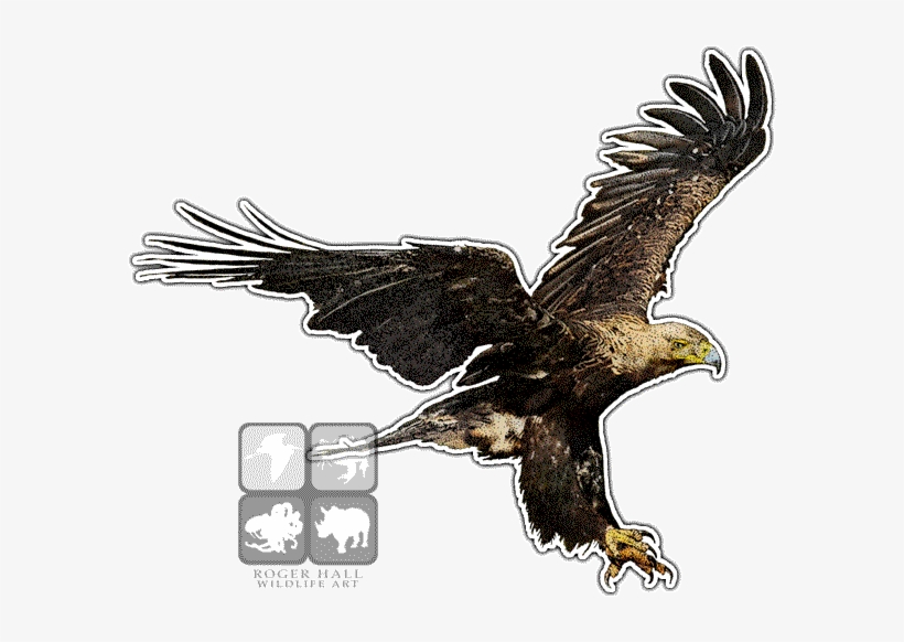 Imperial Eagle Png - Eastern Imperial Eagle Art, transparent png #1957444