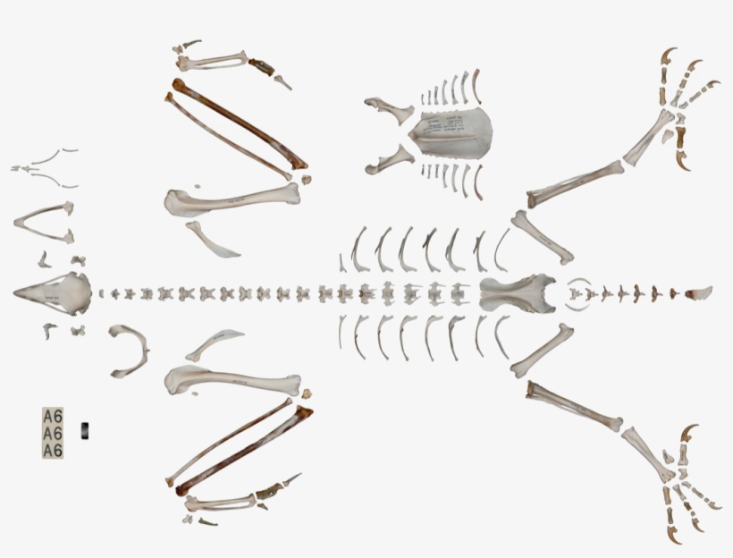 Skeleton, transparent png #1957541