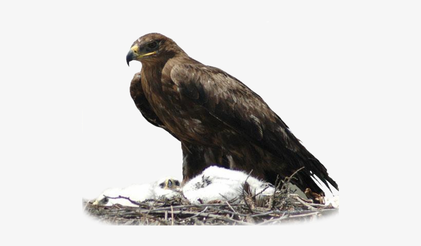 Falco Cherrug, Aquila Nipalensis - Steppe Eagle, transparent png #1957603