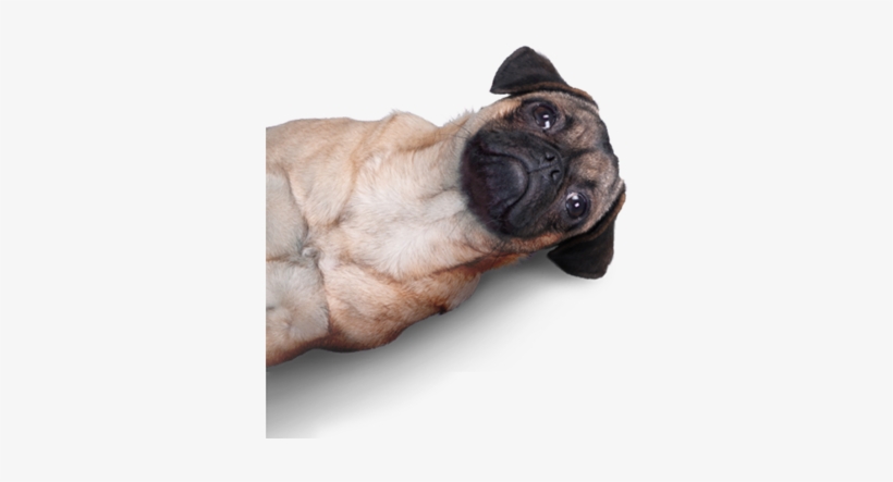 The Smell Says It All - Dogo Cubano, transparent png #1957686