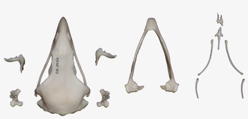 Spanish Imperial Eagle, transparent png #1958095