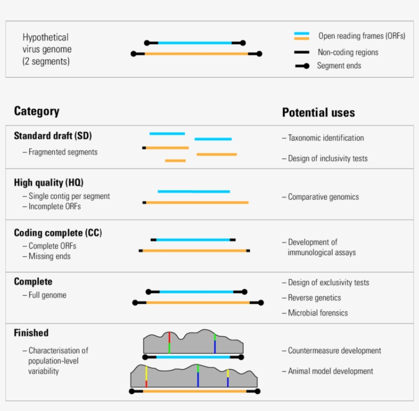 Graphical Representation Of Viral Genome Standards - Genome, transparent png #1958912