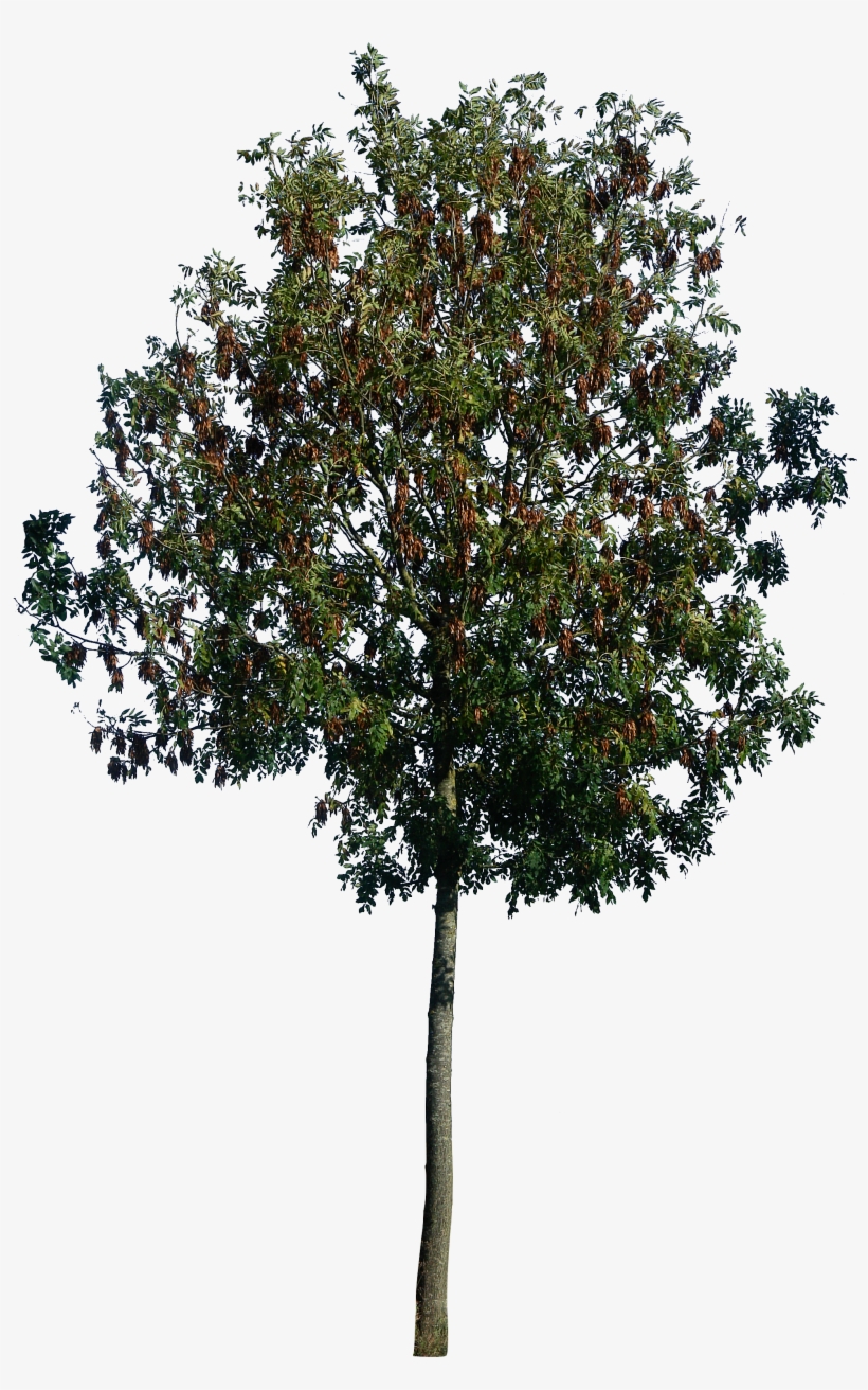 Trees Plants Png Psd By On Deviantart - Vray Tree Psd, transparent png #1959020