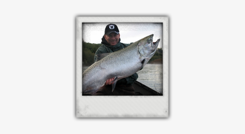 Just A Little Salmon Photo - Photograph, transparent png #1960162
