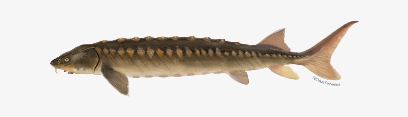 Related Species - Shortnose Sturgeon, transparent png #1960415