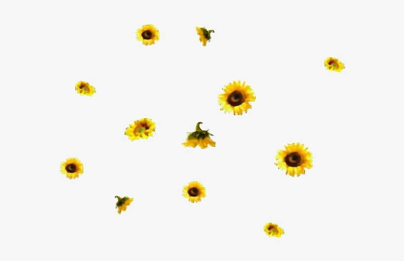 Flores Sticker - Aesthetic Sunflower Transparent Background - Free