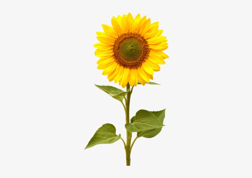 Sunflower Png - Single Sun Flowers Png, transparent png #1962518