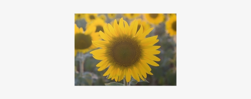 Photograph, transparent png #1962618