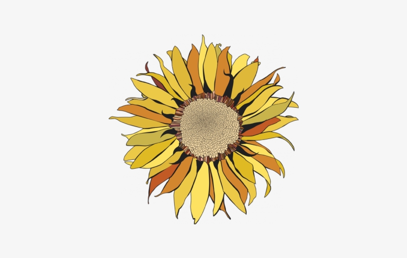 V Girasol Pintado - Drawing, transparent png #1962658