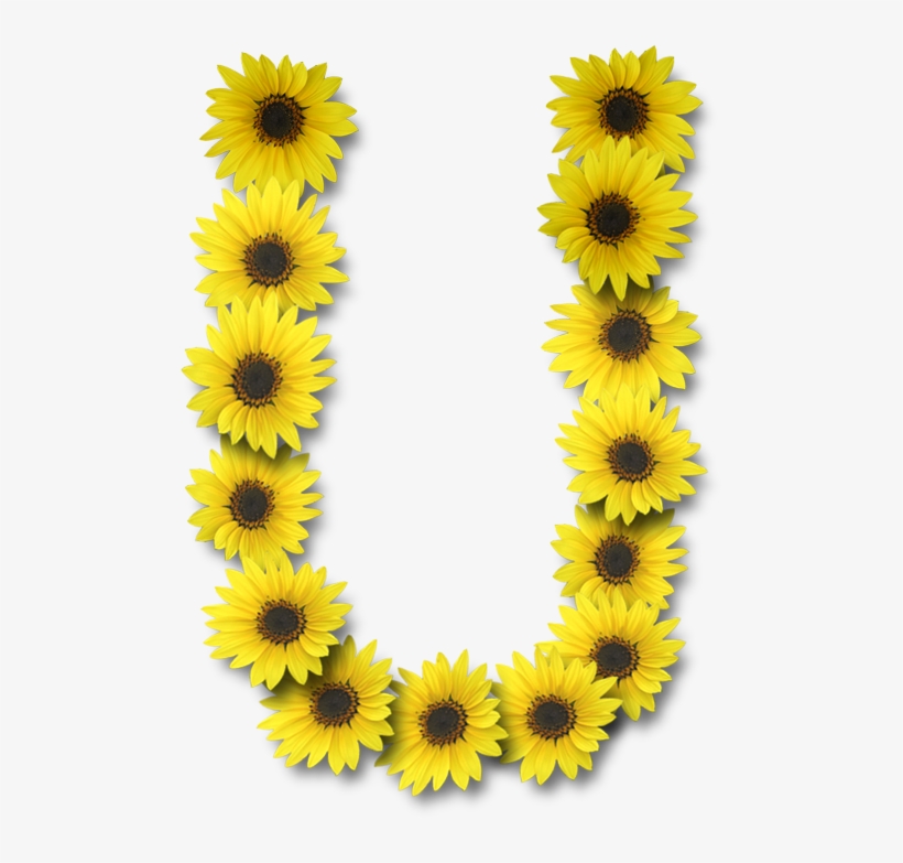 Alfabeto Sunflowers - Sunflower Letter U, transparent png #1962702