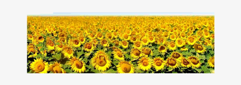 , Pero Existen Datos4 Que Indican Que El Girasol Fue - Puzzled Nieuport 17 Wooden 3d Puzzle Construction Kit, transparent png #1962828